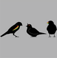 three little birds DTG design graphic